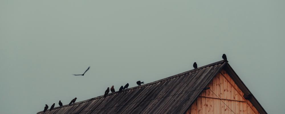 Trähus. Pressbild: XU ZHUOYUAN / Unsplash