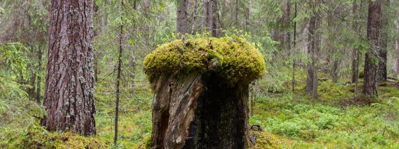 Med trakthyggesbruk genomgår skogsytan olika faser som var och en är gynnsam för olika arter. Foto: Skogsindustrierna/Ola Kårén
