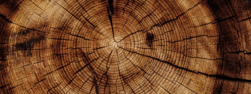 Foto: Joel & Jasmin Førestbird/Unsplash