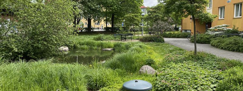 Exempel på klimatanpassning med blågröna lösningar i Augustenborg, Malmö. Regnvatten leds genom diken, kanaler och dammar för att minska risken för översvämningar. Foto: Johan Holmqvist/IVL