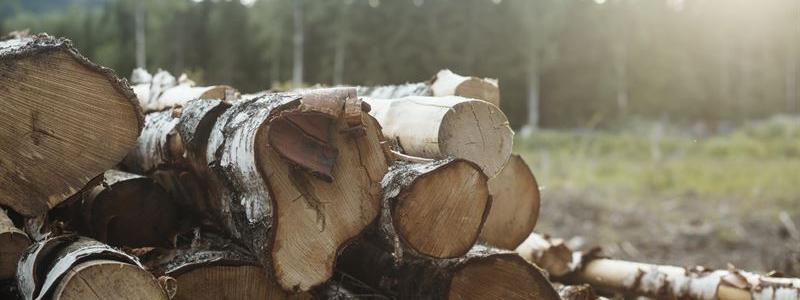 Levande skog, levande samhälle" - Ett nyskapande forskningsprojekt driver hållbart träbyggande, integrerar skogsbruk och innovativt byggande.  Foto: Trästad