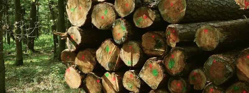 Markerade stockar i skogen. Symbolbild. Foto: Creative Commons Lic. Kredit: congerdesign