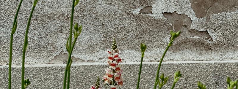 Foto: Miska Sage / Unsplash