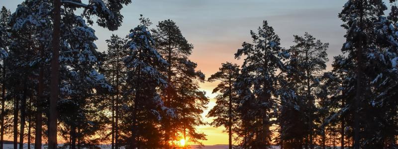 Foto: Niklas Jonasson/Unsplash