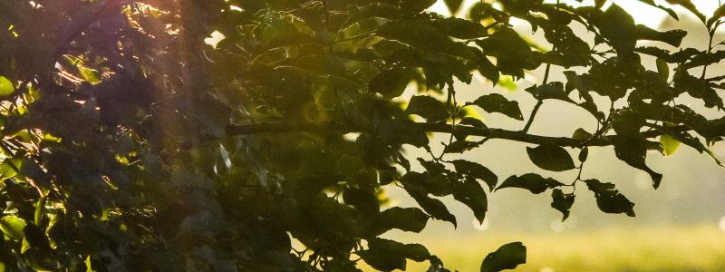 Foto: Niklas Jonasson/ Unsplash