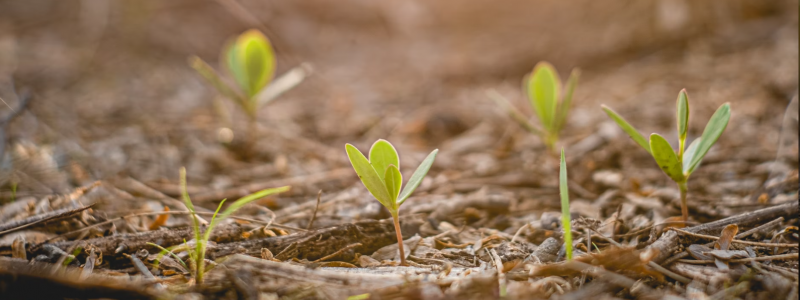 Foto: Julian Paolo Dayag/Unsplash