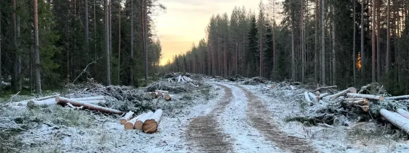 Avverkningsentreprenaden omfattar ungefär 25 procent av den totala avverkningen för Norrbotniabanan mellan Dåva–Skellefteå och har pågått sedan sommaren 2025. Foto: Trafikverket