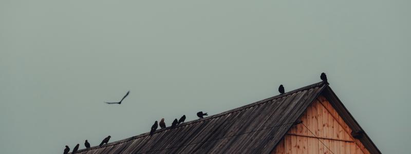 Trähus. Pressbild: XU ZHUOYUAN / Unsplash