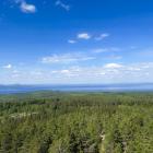 Motstridigt resultat: trästommen var bäst i en studie, i nästa var den sämst. Foto: Andrea Hallencreutz/IVL