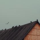 Trähus. Pressbild: XU ZHUOYUAN / Unsplash