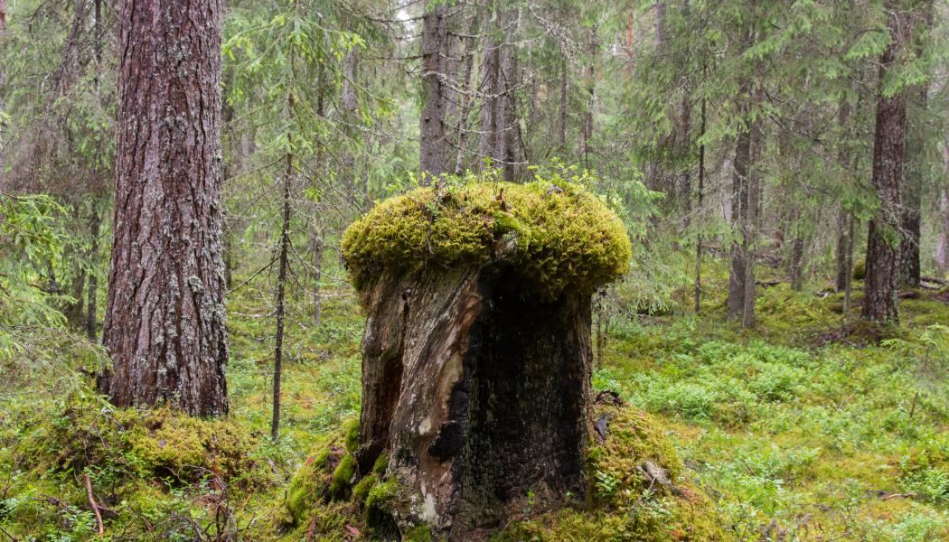 “Träbyggnation fortsätter att vinna mark”