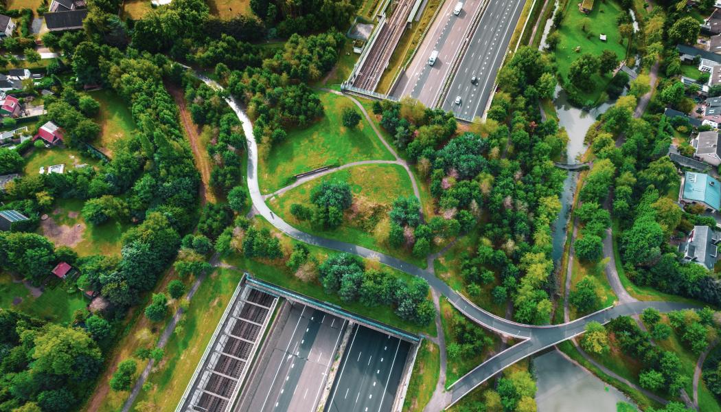 Rapporten “Biodiversity in practice: From loss to gain” är den tredje delen i Swecos Urban Insight-serie om biologisk mångfald. Foto: GettyImages