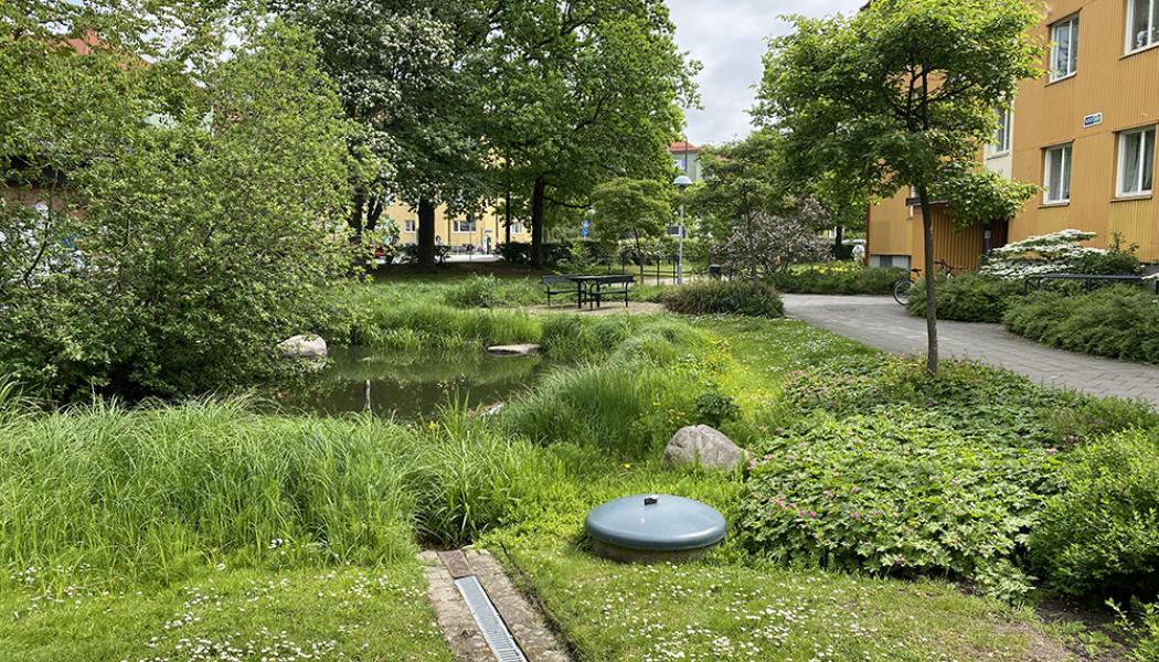 Exempel på klimatanpassning med blågröna lösningar i Augustenborg, Malmö. Regnvatten leds genom diken, kanaler och dammar för att minska risken för översvämningar. Foto: Johan Holmqvist/IVL
