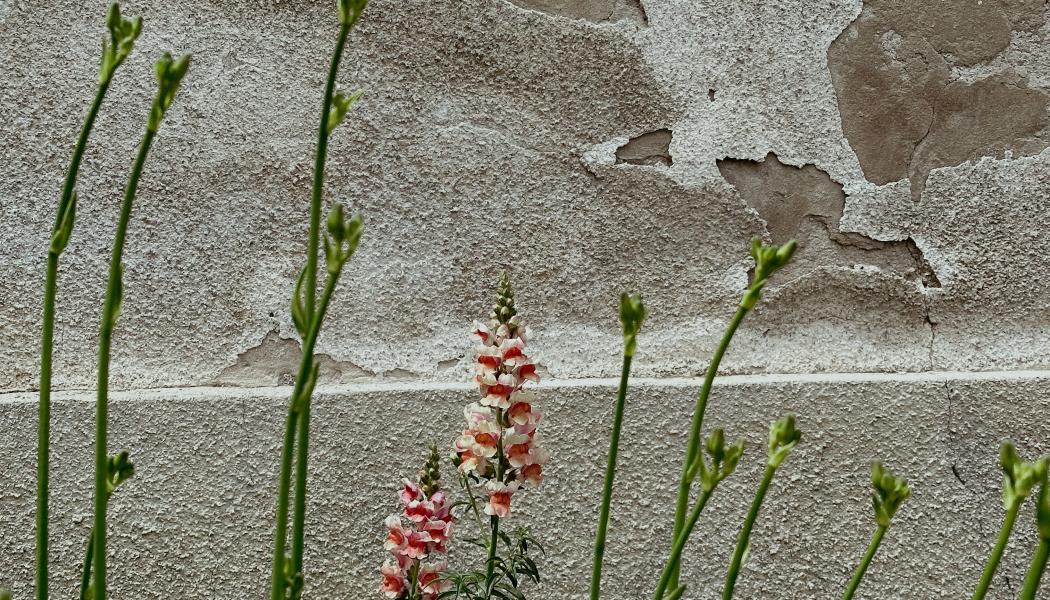 Foto: Miska Sage / Unsplash 