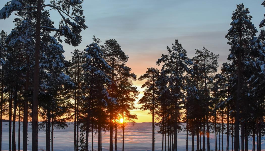 Foto: Niklas Jonasson/Unsplash