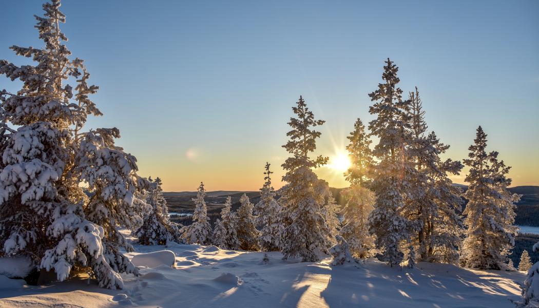 Foto: Niklas Jonasson/Unsplash