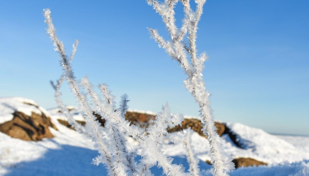 Foto: Niklas Jonasson/Unsplash