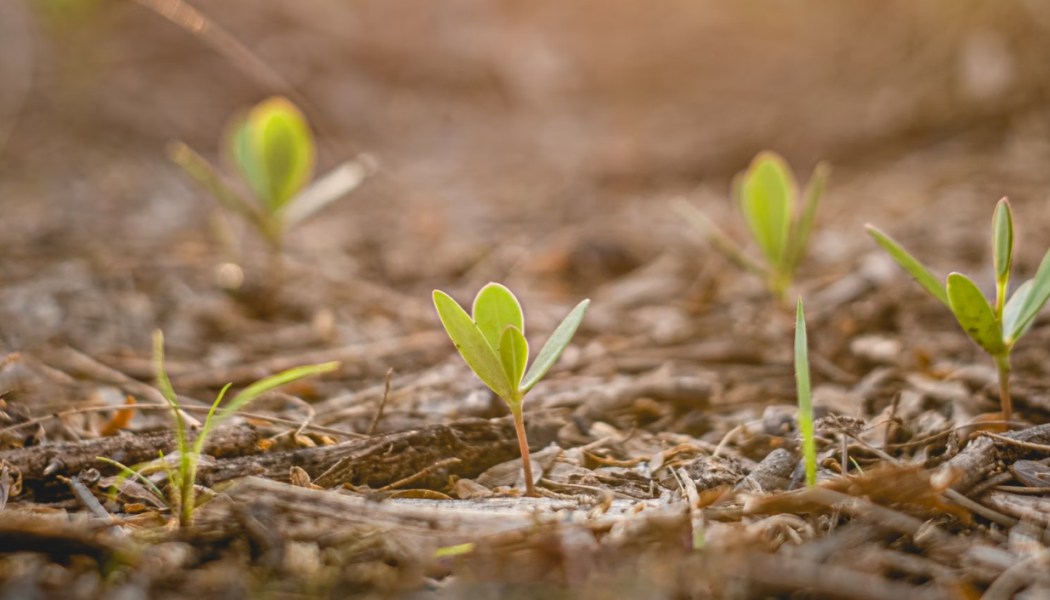 Foto: Julian Paolo Dayag/Unsplash