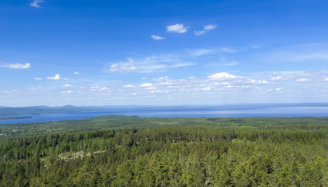 Motstridigt resultat: trästommen var bäst i en studie, i nästa var den sämst. Foto: Andrea Hallencreutz/IVL