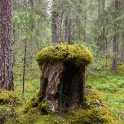 Med trakthyggesbruk genomgår skogsytan olika faser som var och en är gynnsam för olika arter. Foto: Skogsindustrierna/Ola Kårén