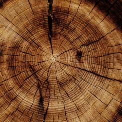 Foto: Joel & Jasmin Førestbird/Unsplash