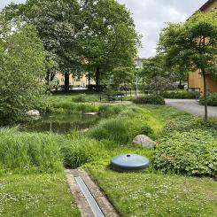 Exempel på klimatanpassning med blågröna lösningar i Augustenborg, Malmö. Regnvatten leds genom diken, kanaler och dammar för att minska risken för översvämningar. Foto: Johan Holmqvist/IVL