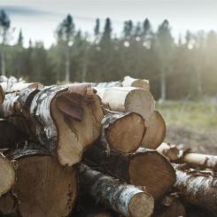 Levande skog, levande samhälle" - Ett nyskapande forskningsprojekt driver hållbart träbyggande, integrerar skogsbruk och innovativt byggande.  Foto: Trästad