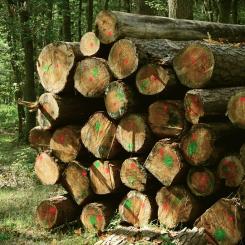 Markerade stockar i skogen. Symbolbild. Foto: Creative Commons Lic. Kredit: congerdesign