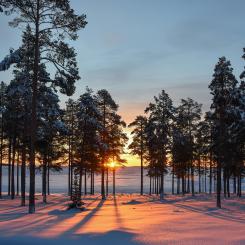 Foto: Niklas Jonasson/Unsplash
