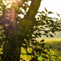 Foto: Niklas Jonasson/ Unsplash