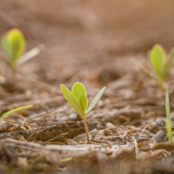 Foto: Julian Paolo Dayag/Unsplash