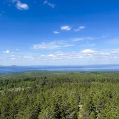 Motstridigt resultat: trästommen var bäst i en studie, i nästa var den sämst. Foto: Andrea Hallencreutz/IVL